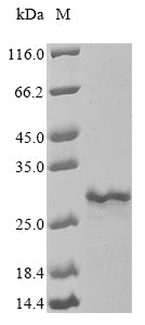Recombinant Mycobacterium smegmatis Porin MspA (mspA)