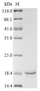 Recombinant Mouse C-C motif chemokine 21c (Ccl21c)