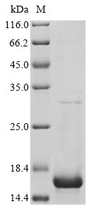 Recombinant Protein A, partial