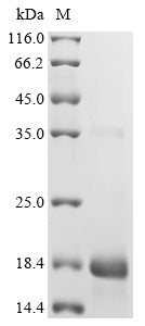 Recombinant Oryza sativa subsp. indica 10 kDa prolamin (OsI_013205)