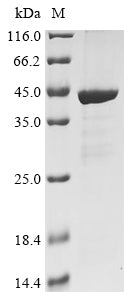 Recombinant Coxiella burnetii ATP-binding protein (dotB)