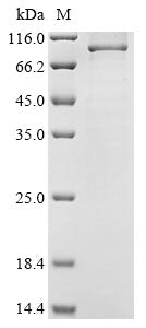 Recombinant Gnathostoma spinigerum Matrix metalloproteinase-like protein