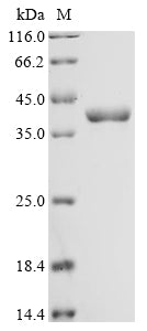 Recombinant Pseudomonas aeruginosa Bifunctional protein FolD (folD)