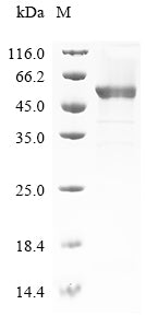 Recombinant Horse Fibrinogen beta chain (FGB)