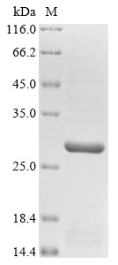 Recombinant Erwinia amylovora Virulence membrane protein pagC (pagC)