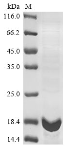 Recombinant Human IgA-inducing protein homolog (IGIP)