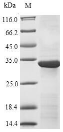 Recombinant Mouse Immunoglobulin superfamily member 2 (Cd101), partial