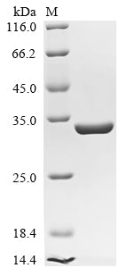 Recombinant Bacillus velezensis UCMB5033 Chitosanase (csn)