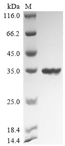 Recombinant Bacillus velezensis UCMB5033 Chitosanase (csn)
