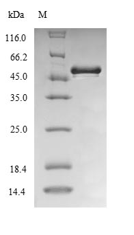Recombinant Burkholderia cenocepacia UDP-3-O-acyl-N-acetylglucosamine deacetylase (lpxC)