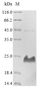 Recombinant Toxoplasma gondii Dense granule protein 3 (GRA3), partial