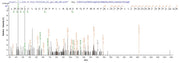 Recombinant Helicobacter pylori Glutamate racemase (murI)