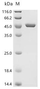 Recombinant Escherichia coli O17:K52:H18 Chorismate synthase (aroC)