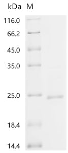 Recombinant Mouse Protein E6 (E6)