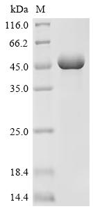 Recombinant Finegoldia magna ATCC 53516 LPXTG-motif cell wall anchor domain protein, partial, Biotinylated (Active)