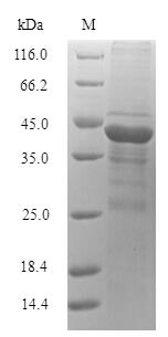 Recombinant Microbacterium testaceum N-acyl homoserine lactonase (aiiM)