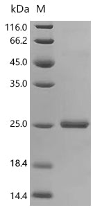 Recombinant Human immunodeficiency virus type 1 group M subtype C Protein Tat (tat)