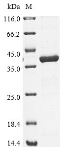 Recombinant Legionella pneumophila Aspartate-semialdehyde dehydrogenase (asd)