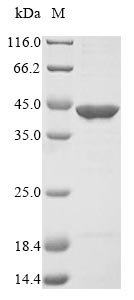 Recombinant Elizabethkingia meningoseptica Proline iminopeptidase (fpaP)