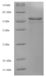 Recombinant Bacillus subtilis 3-oxoacyl-[acyl-carrier-protein] synthase 2 (fabF)