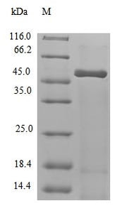 Recombinant Arabidopsis thaliana Polyadenylate-binding protein RBP47A (RBP47A)