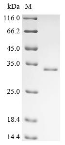 Recombinant Human Putative transcription factor ovo-like protein 3 (OVOL3)