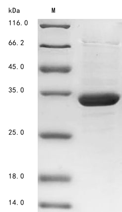 Recombinant Zaire ebolavirus Membrane-associated protein VP24 (VP24)