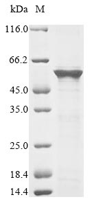Recombinant Schizosaccharomyces pombe Mitochondrial protein import protein mas5 (mas5)
