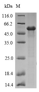 Recombinant Aspergillus fumigatus Allergen Asp f 4 (AFUA_2G03830)
