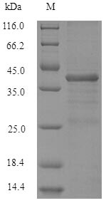Recombinant Human Serine/arginine-rich splicing factor 10 (SRSF10)