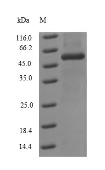 Recombinant Influenza A virus Nucleoprotein (NP)