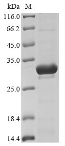 Recombinant Escherichia coli O157:H7 Metalloprotease stcE (stcE), partial