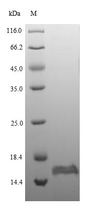 Recombinant Escherichia coli Thiosulfate sulfurtransferase GlpE (glpE)