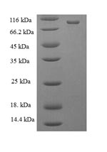 Recombinant Escherichia coli DNA mismatch repair protein MutL (mutL)