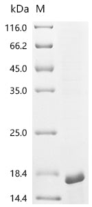 Recombinant Mus musculus papillomavirus type 1 E4 (E4)