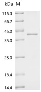 Recombinant Arabidopsis thaliana Target of rapamycin complex subunit LST8-1 (LST8-1)