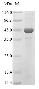 Recombinant Oryza sativa subsp. japonica Mitogen-activated protein kinase 5 (MPK5)