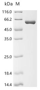 Recombinant Escherichia coli Glycoside hydrolase family 1