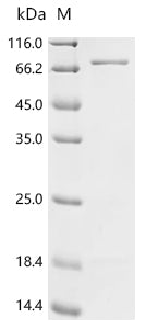 Recombinant Escherichia coli Cytoplasmic trehalase (treF)