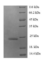 Recombinant Human C-C motif chemokine 14 (CCL14)