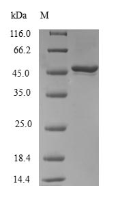 Recombinant Human Ras-related protein Rab-31 (RAB31)