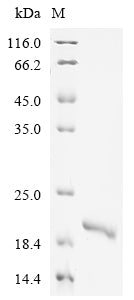 Recombinant Human Interleukin-18 (IL18)