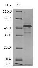 Recombinant Human Heat shock protein beta-2 (HSPB2)