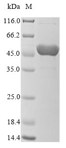 Recombinant Neurospora crassa Chorismate synthase (aro-2)