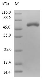 Recombinant Human Nuclear inhibitor of protein phosphatase 1 (PPP1R8)