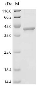 Recombinant Bovine Pyrroline-5-carboxylate reductase 2 (PYCR2)
