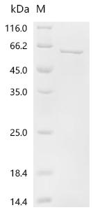 Recombinant Human Large ribosomal subunit protein bL28m (MRPL28)