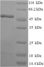 Recombinant Human Transcription elongation factor A protein 2 (TCEA2)