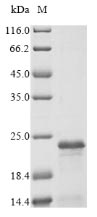 Recombinant Human FXYD domain-containing ion transport regulator 3 (FXYD3), partial