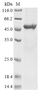 Recombinant Human Pachytene checkpoint protein 2 homolog (TRIP13)